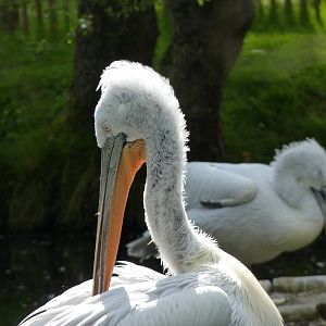 P?lican fris? / Dalmatian pelican (Pelecanus crispus)