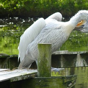 P?lican fris? / Dalmatian pelican (Pelecanus crispus)