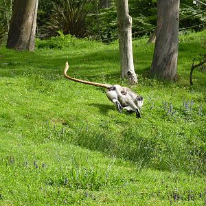 Langur Hanuman / Northern plains gray langur (Semnopithecus entellus)