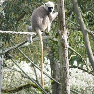Langur Hanuman / Northern plains gray langur (Semnopithecus entellus)