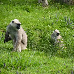Langur Hanuman / Northern plains gray langur (Semnopithecus entellus)