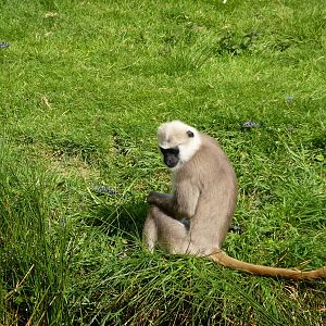 Langur Hanuman / Northern plains gray langur (Semnopithecus entellus)