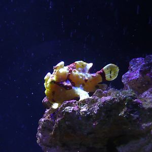 Poisson-grenouille verruqueux / Warty Frogfish (Antennarius maculatus)