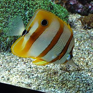 Chelmon ? bec m?diocre / Copperband butterflyfish (Chelmon rostratus)