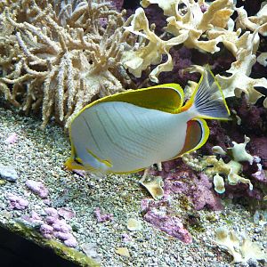Poisson-papillon ? t?te jaune / Yellowhead butterflyfish (Chaetodon xanthoc