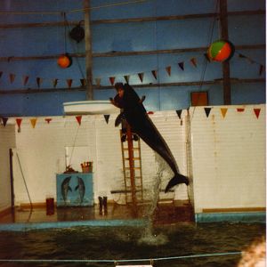 Pacific Bottle-nosed Dolphin taken sometime in 1986