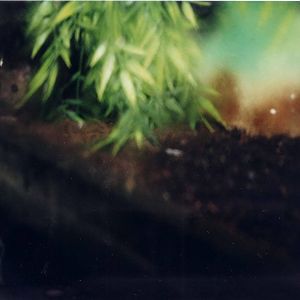 Mountain Pygmy Possum taken 30/9/2001