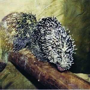 South American Tree Porcupine taken 30/9/2001