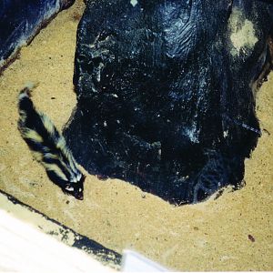 Zorilla taken 30/9/2001