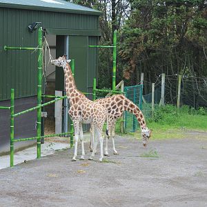 Giraffes - 31 May 2015