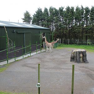 Giraffe outside yard - 31 May 2015
