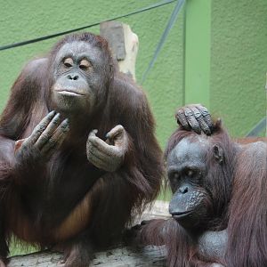 Borneon Orangs - 31 May 2015