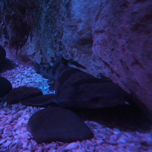 Blotchy Swell Shark (Cephaloscyllium umbratile)