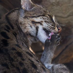 Fishing cat : Port Lympne : 31 Mar 2015