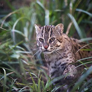 Fishing cat : Port Lympne : 31 Mar 2015