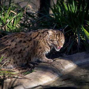 Fishing cat : Port Lympne : 31 Mar 2015
