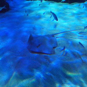 Honeycomb Stingray (Himantura uarnak)