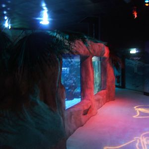 View of new tropical ray tank