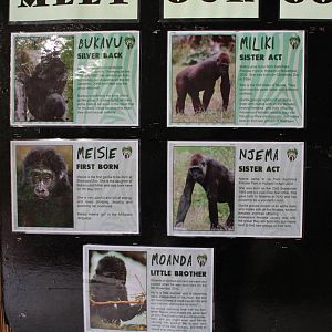 Gorilla ID signs - 31 May 2015