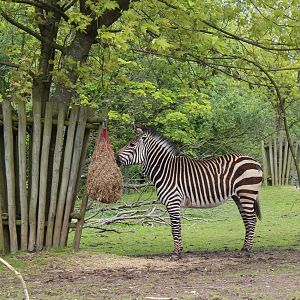 Hartmans Mountain Zebra - 31 May 2015