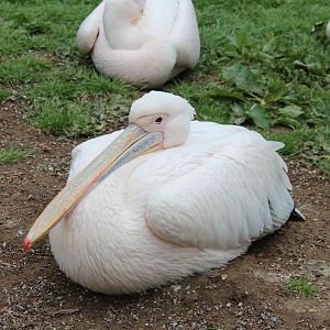 Eastern White Pelican - 31 May 2015