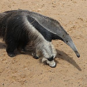 Giant Anteater - 31 May 2015