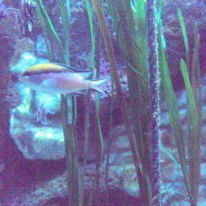 Barrier Reef Chromis