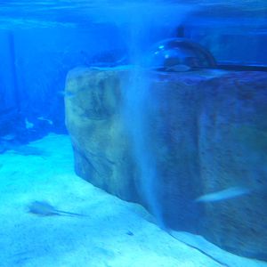 View inside new Tropical Ray tank
