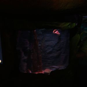 View of Nautilus tank