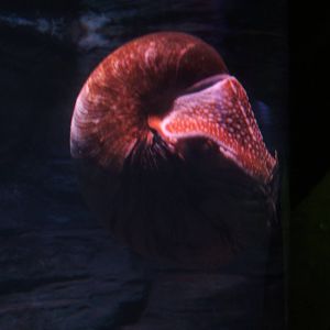 Nautilus