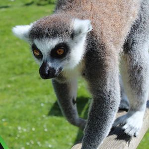 Ring Tailed Lemur - 31 May 2015