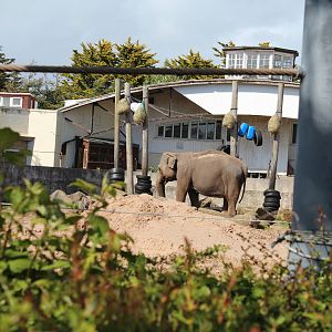 Asian Elephant, Kate - 31 May 2015