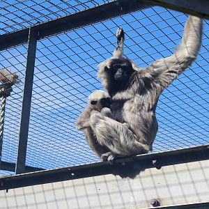 Pileated Gibbon and baby - 31 May 2015