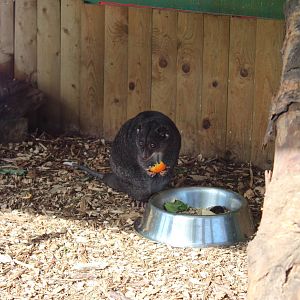 Ground Cuscus - 31 May 2015