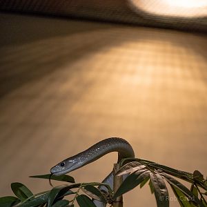 Black mamba : Cotswold WP : 25 Oct 2014