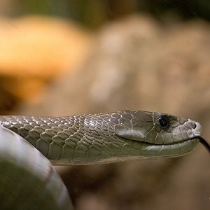 Black mamba : Cotswold WP : 25 Oct 2014