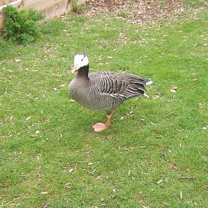 Hybrid Goose