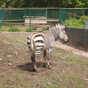 Hartmann`s Mountain Zebra