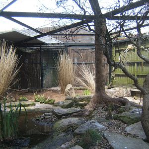 View of new mixed African Aviary