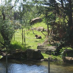 Capybara on Gorilla island