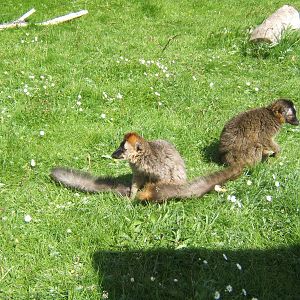 Red-fronted lemurs