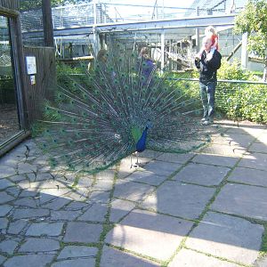 Displaying male Common Peafowl