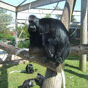 King Colobus