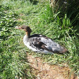 Scaly-sided Merganser