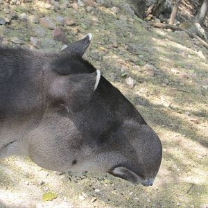 Baird`s tapir Nando Animaya