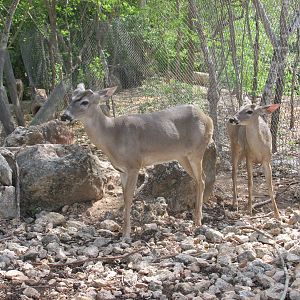 yucatan white tail deer animaya