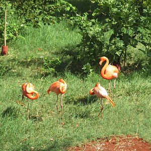 flamingos animaya