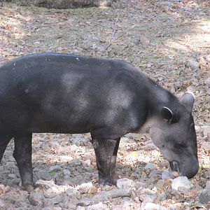 Baird`s tapir Nando Animaya