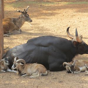 Eurasia area Animaya - Gaur, mouflon and red deer