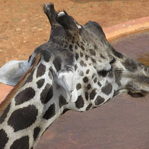 reticulated giraffe animaya